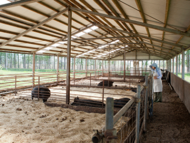 livestock